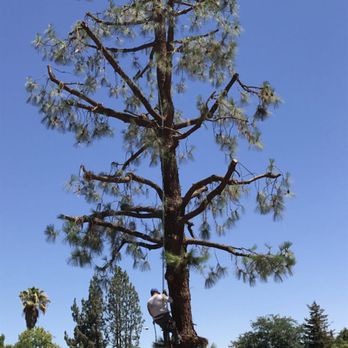 Central Valley Tree Service - After - Tree Services Near Me - Bakersfield, California Central Valley Tree Service - After - Tree Services Near Me - Bakersfield, California