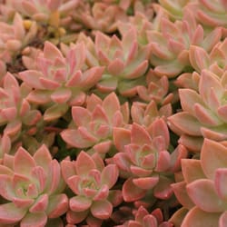 Daniel's Specialty Nursery - GRAPTOSEDUM