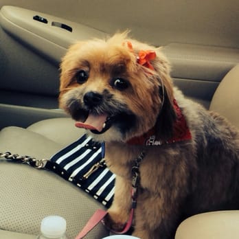 The Spaw - Sophie after her first grooming. That's a big smile! - Pet Groomers Near Me - Tustin, California The Spaw - Sophie after her first grooming. That's a big smile! - Pet Groomers Near Me - Tustin, California