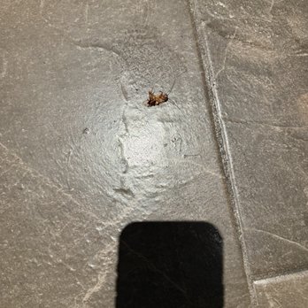 Isla Grand - One of the many roaches on the floor. - Filipino Near Me - Pleasant Hill, California