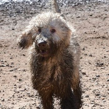 Dog Ranch Resort - Bebe, living her best life. She got a bath before she came home from boarding - Pet Sitting Near Me - Daphne, Alabama