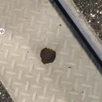 Fiori Estates - Owner's big dog pooped on The stairs - Apartments Near Me - Rohnert Park, California Fiori Estates - Owner's big dog pooped on The stairs - Apartments Near Me - Rohnert Park, California