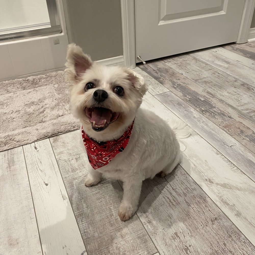 Eco Paw Spa - His updated hair cut! He looks so happy! - Pet Groomers Near Me Eco Paw Spa - His updated hair cut! He looks so happy! - Pet Groomers Near Me
