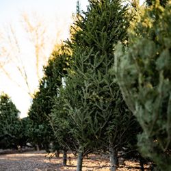 Country Apple Orchard - Trees for sale too!
