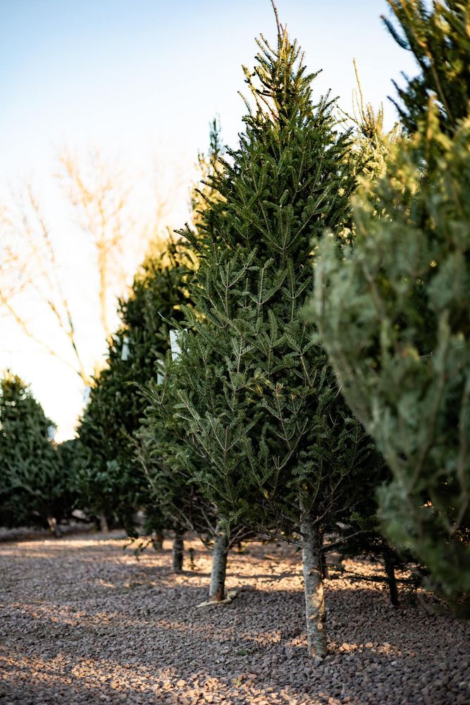 COUNTRY APPLE ORCHARD Updated October 2024 130 Photos 27249 Sd