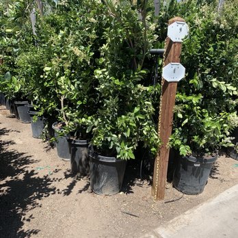 Star Nursery - Hedges - Nurseries & Gardening Near Me - Las Vegas, Nevada