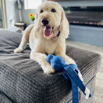 Tails And Scales Pet Services - Pancake chilling! - Pet Sitting Near Me - Henderson, Nevada Tails And Scales Pet Services - Pancake chilling! - Pet Sitting Near Me - Henderson, Nevada
