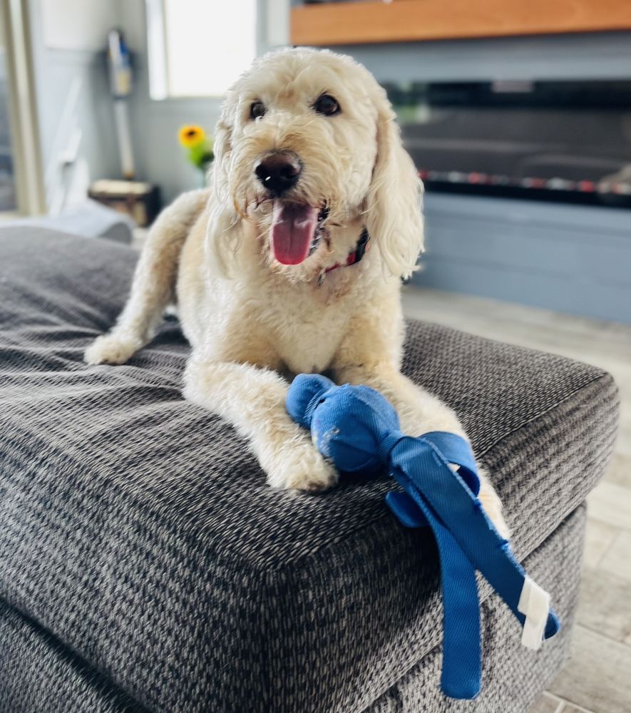 TAILS AND SCALES PET SERVICES 32 Photos 2100 N Boulder Hwy