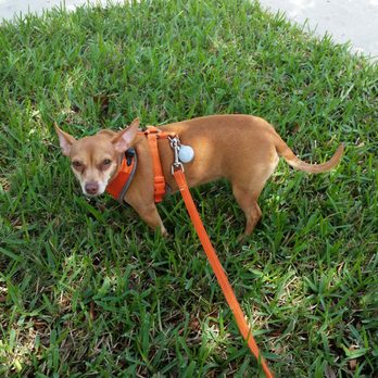 Cross Walks Pet Services - Dog Walkers Near Me - Houston, Texas