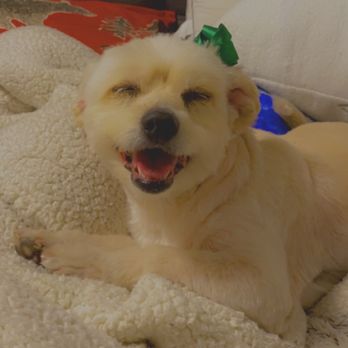 Zoom 2 Groom - Pet Groomers Near Me - Montrose, California Zoom 2 Groom - Pet Groomers Near Me - Montrose, California