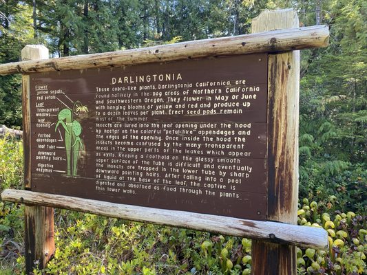 Darlingtonia State Natural Site by null