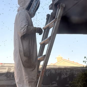 Live Bee Removal - Jr's quick response and good work - Pest Control Near Me - Banning, California Live Bee Removal - Jr's quick response and good work - Pest Control Near Me - Banning, California