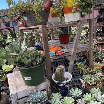Flamingo Road Nursery - Succulents - Nurseries & Gardening Near Me - Davie, Florida