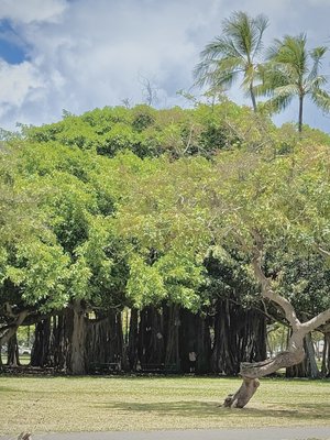 Kapiʻolani Regional Park by null