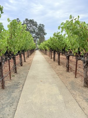 Staglin Family Vineyard by null