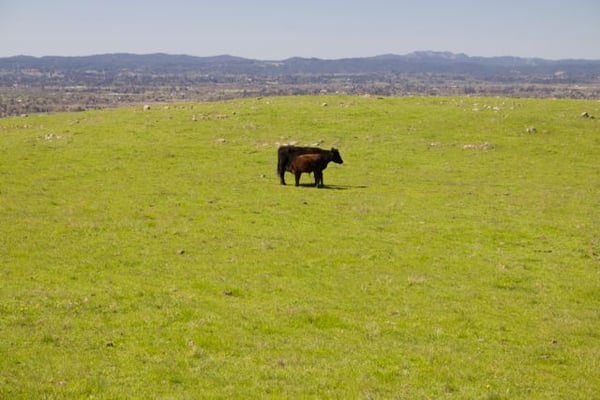 Taylor Mountain Regional Park by null