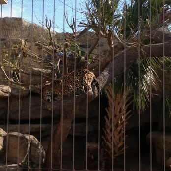 Abilene Zoo - Jaguar - Zoos Near Me - Abilene, Texas Abilene Zoo - Jaguar - Zoos Near Me - Abilene, Texas