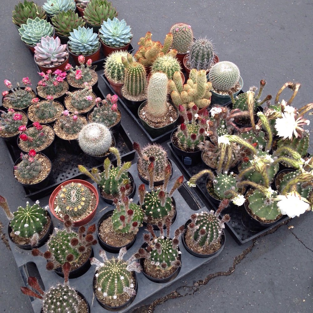 Cypress Swap Meet - Mm.... cactus. - Flea Markets Near Me - Cypress, California