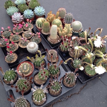 Cypress Swap Meet - Mm.... cactus. - Flea Markets Near Me - Cypress, California Cypress Swap Meet - Mm.... cactus. - Flea Markets Near Me - Cypress, California