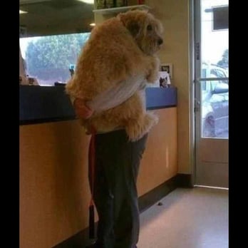 Bonejour Mobile Grooming - Pet Groomers Near Me Bonejour Mobile Grooming - Pet Groomers Near Me