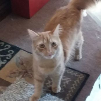 Pitman Animal Hospital - GIZMO NOW THANKS TO STAFF AND MIRACLE. VET DR. LAFERIERE - Veterinarians Near Me - Pitman, New Jersey Pitman Animal Hospital - GIZMO NOW THANKS TO STAFF AND MIRACLE. VET DR. LAFERIERE - Veterinarians Near Me - Pitman, New Jersey