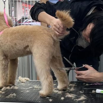 4 Bubbly Paws - Scissor grooming for dogs in Vancouver. - Pet Groomers Near Me - Vancouver, British Columbia