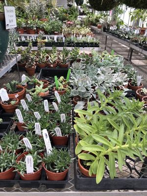 Plants and Shrubs - Story's Nursery has been serving the Greene County and surrounding areas for over 50 years with over 50 acres of high quality trees, shrubs, perennials, greenhouse crops, and bedding plants. Our professional staff takes pride in their work and combines their love of plants with their desire for knowledge to ensure Story's Nursery continues to exceed its customer's expectations. Plants and Shrubs - Story's Nursery has been serving the Greene County and surrounding areas for over 50 years with over 50 acres of high quality trees, shrubs, perennials, greenhouse crops, and bedding plants. Our professional staff takes pride in their work and combines their love of plants with their desire for knowledge to ensure Story's Nursery continues to exceed its customer's expectations.