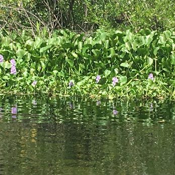 Peace River Airboat Tours - Tours Near Me - Arcadia, Florida Peace River Airboat Tours - Tours Near Me - Arcadia, Florida