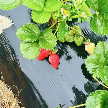 Granny Mays Strawberry Farm - Pick Your Own Farms Near Me - Granite Bay, California Granny Mays Strawberry Farm - Pick Your Own Farms Near Me - Granite Bay, California