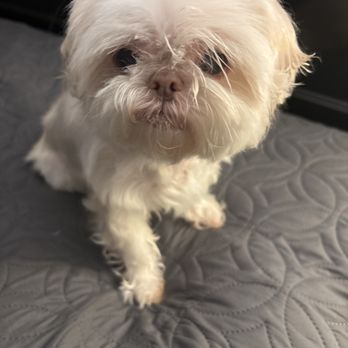 Brina's Pet Care - Pet Sitting Near Me Brina's Pet Care - Pet Sitting Near Me