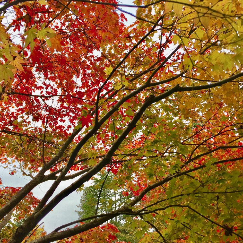Kubota Garden - The trees in October are just stunning! - Botanical Gardens Near Me - Seattle, Washington Kubota Garden - The trees in October are just stunning! - Botanical Gardens Near Me - Seattle, Washington
