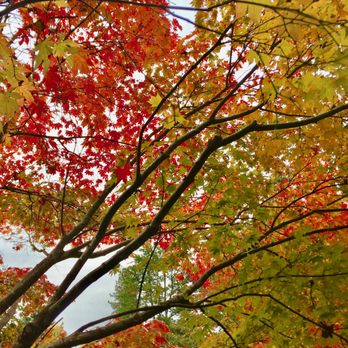 Kubota Garden - The trees in October are just stunning! - Botanical Gardens Near Me - Seattle, Washington