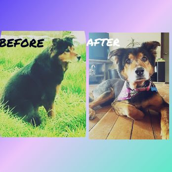 Posh Puppies - 13 yr old Puff before and after! Collie/Rott/Chow mix! - Pet Groomers Near Me - Oak Harbor, Washington Posh Puppies - 13 yr old Puff before and after! Collie/Rott/Chow mix! - Pet Groomers Near Me - Oak Harbor, Washington