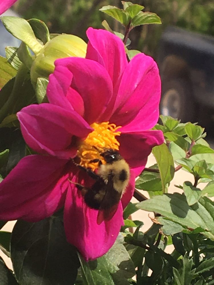 PONDERAY GARDEN CENTER Updated June 2024 477703 Highway 95