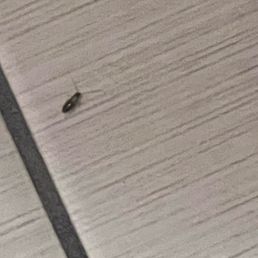 1 of the many baby roaches in the bathroom