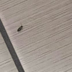 Clarion Inn I-94 Near Expo Center - 1 of the many baby roaches in the bathroom