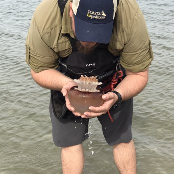 Coastal Expeditions - Henry showing us a jellyfish! - Tours Near Me - Mount Pleasant, South Carolina Coastal Expeditions - Henry showing us a jellyfish! - Tours Near Me - Mount Pleasant, South Carolina
