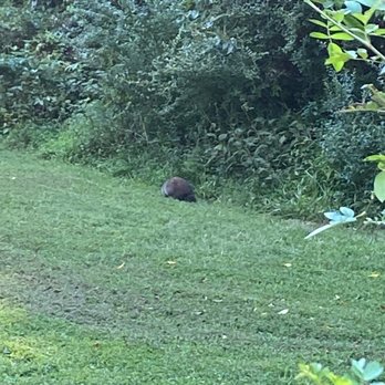 Ridley Creek State Park - Groundhog sighting - Hiking Near Me - Media, Pennsylvania