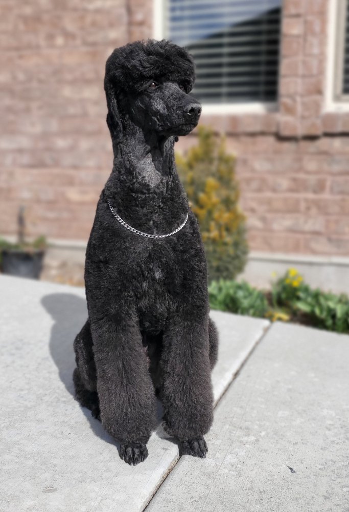 DINO SUDS N SCISSORS Updated July 2024 490 N Vernal Ave, Vernal