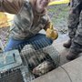 Photo of Lone Star Wildlife Solutions