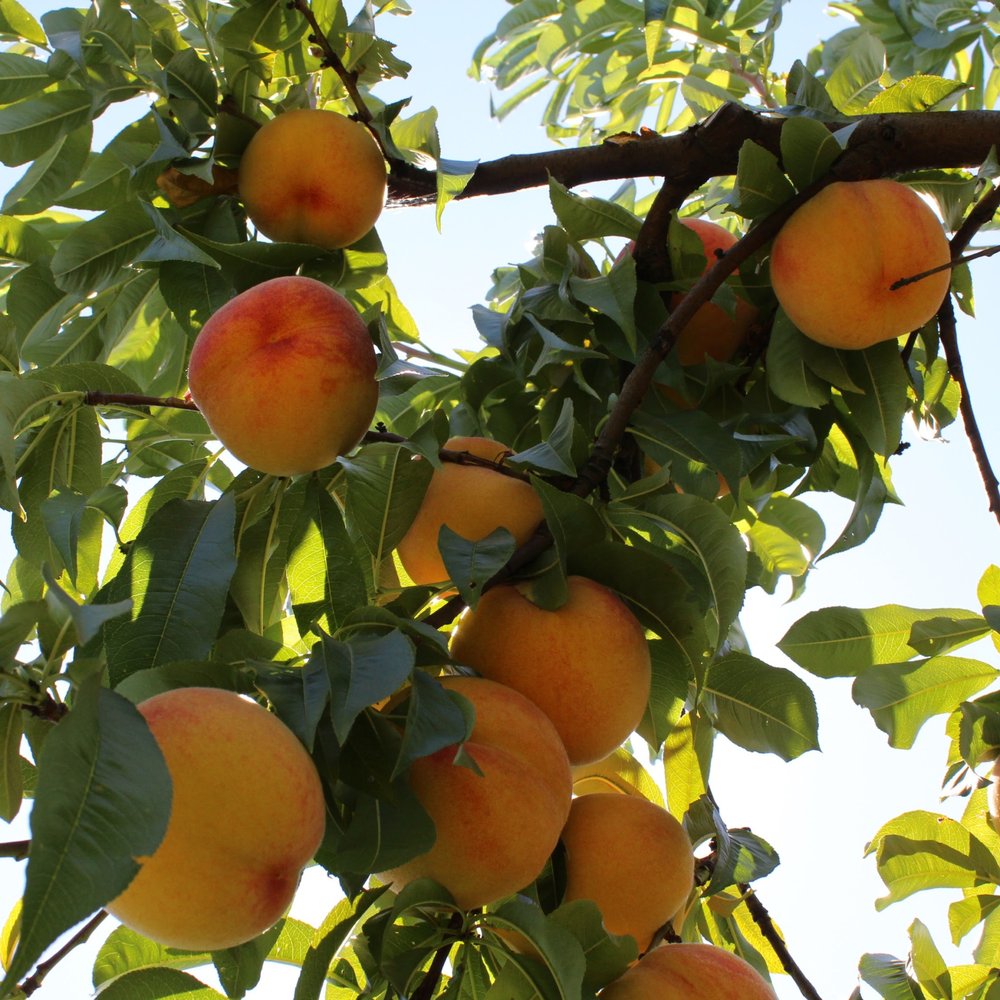 Adair's Orchards - looking up at the beautiful peaches - Farmers Market Near Me - Albany, Oregon Adair's Orchards - looking up at the beautiful peaches - Farmers Market Near Me - Albany, Oregon