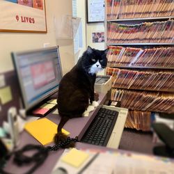 Nine Lives Cat Hospital