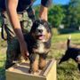 Photo of Art Of Training