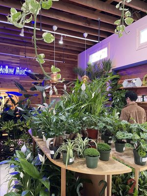 The Mellow Mission by null