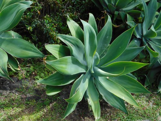 Parque de Santa Catarina by null