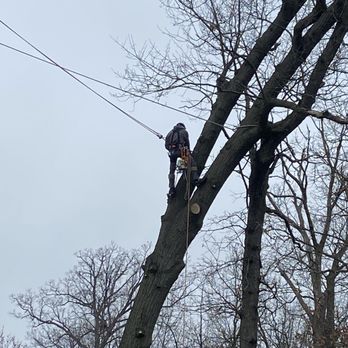 Emergen Trees - Climb - Tree Services Near Me