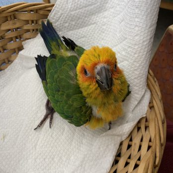 The Bird & Reptile Connection - Pet Stores Near Me - Walpole, Massachusetts The Bird & Reptile Connection - Pet Stores Near Me - Walpole, Massachusetts