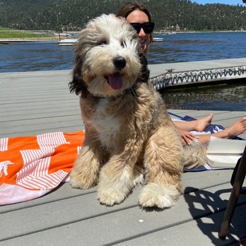 A's Mobile Grooming - Dakota the great - Pet Groomers Near Me