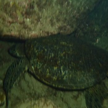 Shoreline Snorkel - Snorkeling Near Me - Lahaina, Hawaii Shoreline Snorkel - Snorkeling Near Me - Lahaina, Hawaii