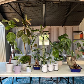 Salmon Falls Trading Post - A variety of indoor plants, potted and ready to take home! - Shaved Ice Near Me - El Dorado Hills, California Salmon Falls Trading Post - A variety of indoor plants, potted and ready to take home! - Shaved Ice Near Me - El Dorado Hills, California